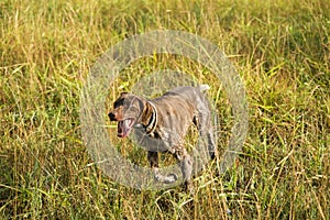 brown and white kurzhaar hunting dog in a hunting action