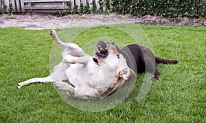 Brown and white labrador play