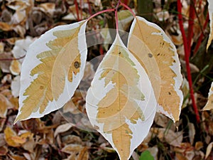 Brown and white leaves in autumn