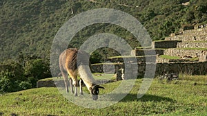 Brown and white llama grazing at machu picchu