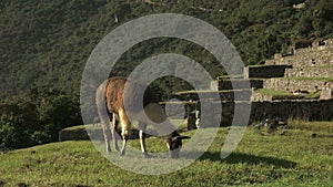 Brown and white llama grazing at machu picchu