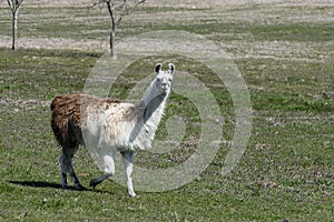 Brown and white Llama walking through pasture