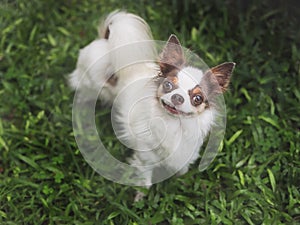 brown and white long hair chihuahua dog standing on green grass in the garden looking up and smiling at camera