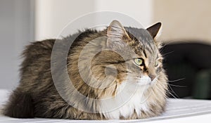 Brown white long haired cat of siberian breed