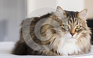 Brown white long haired cat of siberian breed