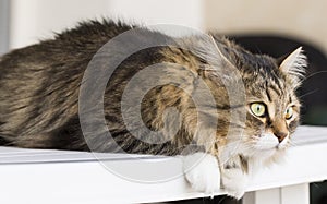 Brown white long haired cat of siberian breed