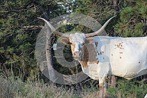 Brown and white long horn cow