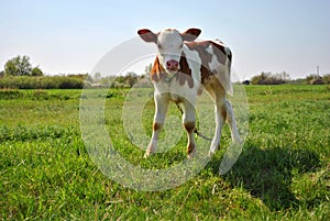 Brown and white male calf tied with a chain standing on a grassy meadow and licking nose with long tongue, blue clear sky