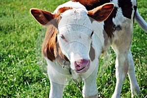 Brown and white male calf tied with a chain standing on a grassy meadow and licking nose with long tongue, portrait close up