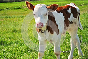 Brown and white male calf tied with a chain standing on a grassy meadow, portrait close up