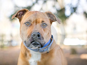 A brown and white mixed breed dog with an underbite