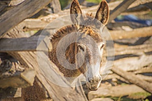 Brown and White Mule or Donkey with Rustic Wooden Fence