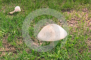 Brown and white mushroom in a mixture of green and dried grass