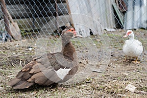 Brown and white musky ducks in a avian in early spring