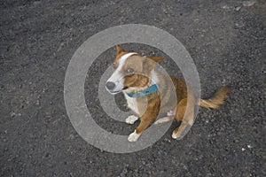 Brown and white mutt