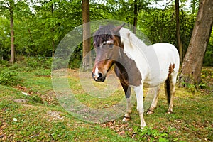 Brown and white New Forest pony horse