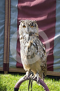 Brown and white owl trained