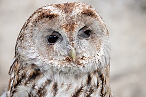 Brown and white owllooking sideways