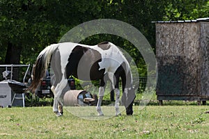 Brown and white paint horse grazing