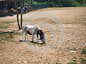 brown and white paint horse grazing in meadow