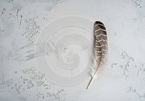 Adding a contrasting backdrop to the soft lines and delicate texture of