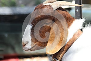 Brown and White Pet Goat