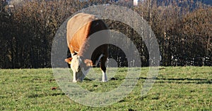 Brown and white piebald cows