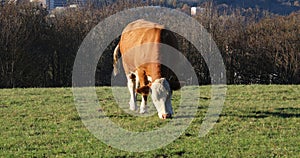 Brown and white piebald cows