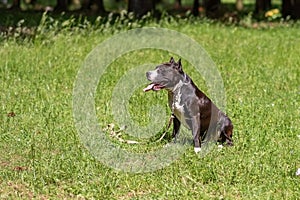 Brown and white pit bull sits on the grass