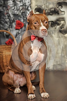Brown and white pit bull terrier in the studio with a red bow tie