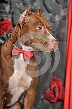 Brown and white pit bull terrier in the studio with a red bow tie