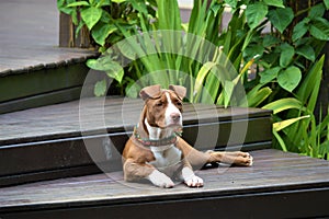 Brown and white pitbull dog