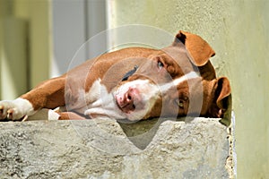 Brown and white pitbull dog