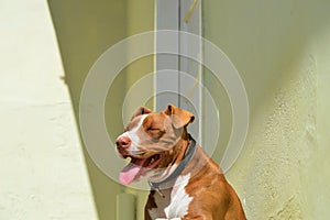 Brown and white pitbull dog