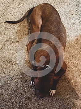 Brown and white pitbull dog laying down