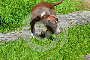 Brown and white pitbull dog playing in the garden.