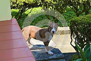 Brown and white pitbull dog playing in the garden.