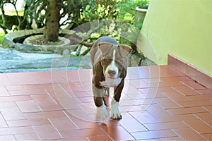 Brown and white pitbull dog playing on the porch of the house.