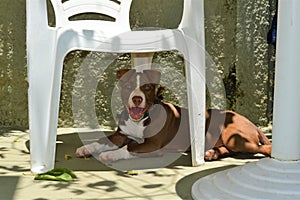 Brown and White Pitbull Puppy