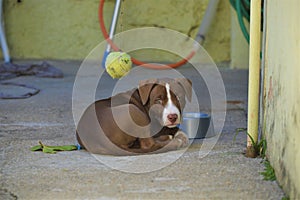 Brown and white pitbull puppy dog â€‹â€‹playing with tennis ball