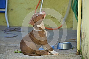 Brown and white pitbull puppy dog â€‹â€‹playing with tennis ball