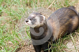 Brown and White Polecat