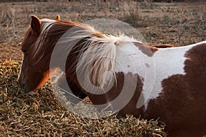 Brown and white pony photo