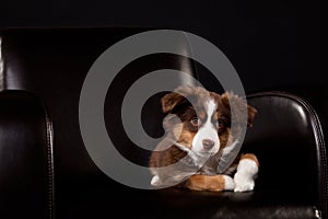 Brown and white puppy on a black chair