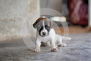 Brown white puppy sitting and looking on the floor