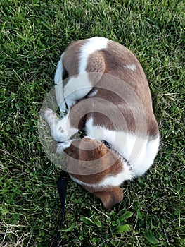 Brown and white puppy sleeping in the grass