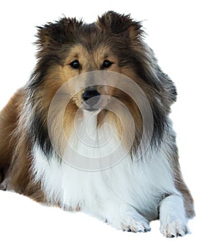 Brown white purebred shelti collie shepherd pet dog isolated on white background