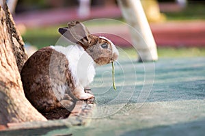 Brown white rabbit eat yardlong bean