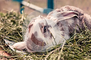 A brown-white rabbit on the grass