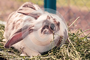 A brown-white rabbit on the grass